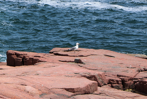 Gray and white seagull sitting on pink granite boulders along the Otter Cliffs at Acadia National Park in Maine.