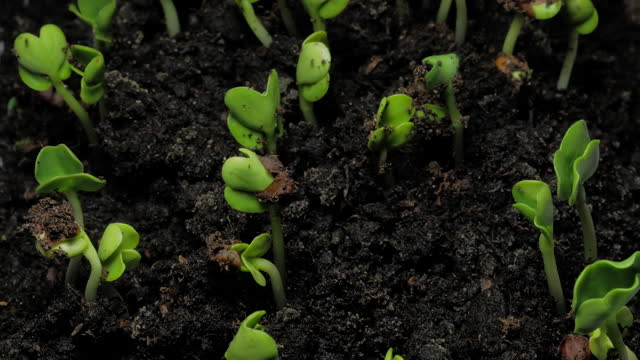 Small plants growing up in dirt under ground time lapse.
