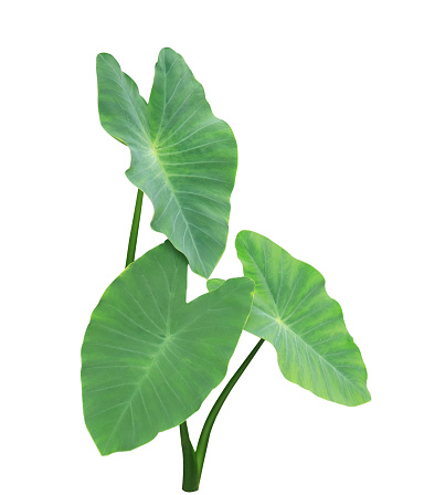 Elephant Ear or  Eddoe or Japanese taro or Dasheen tree. The side of green leaves of alocasia tree isolated on white background.