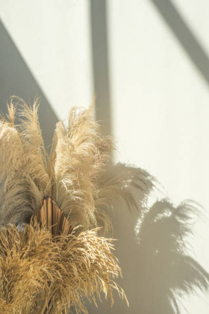 istock Decorative Dried flower aesthetic grass with shadow on white wall background 1586545030