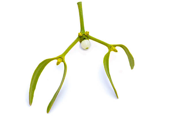 Mistletoe on white background stock photo