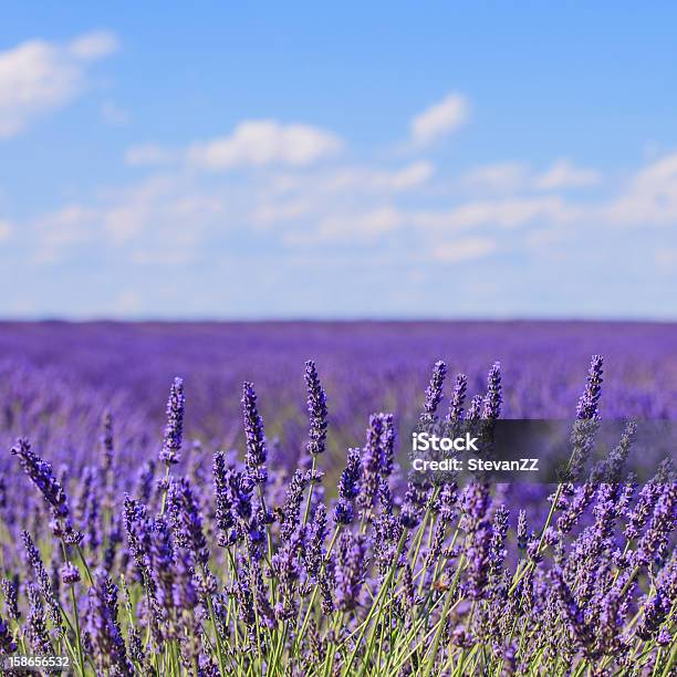 Lavender Flower Blooming Fields Horizon Valensole Provence Fra Stock Photo - Download Image Now