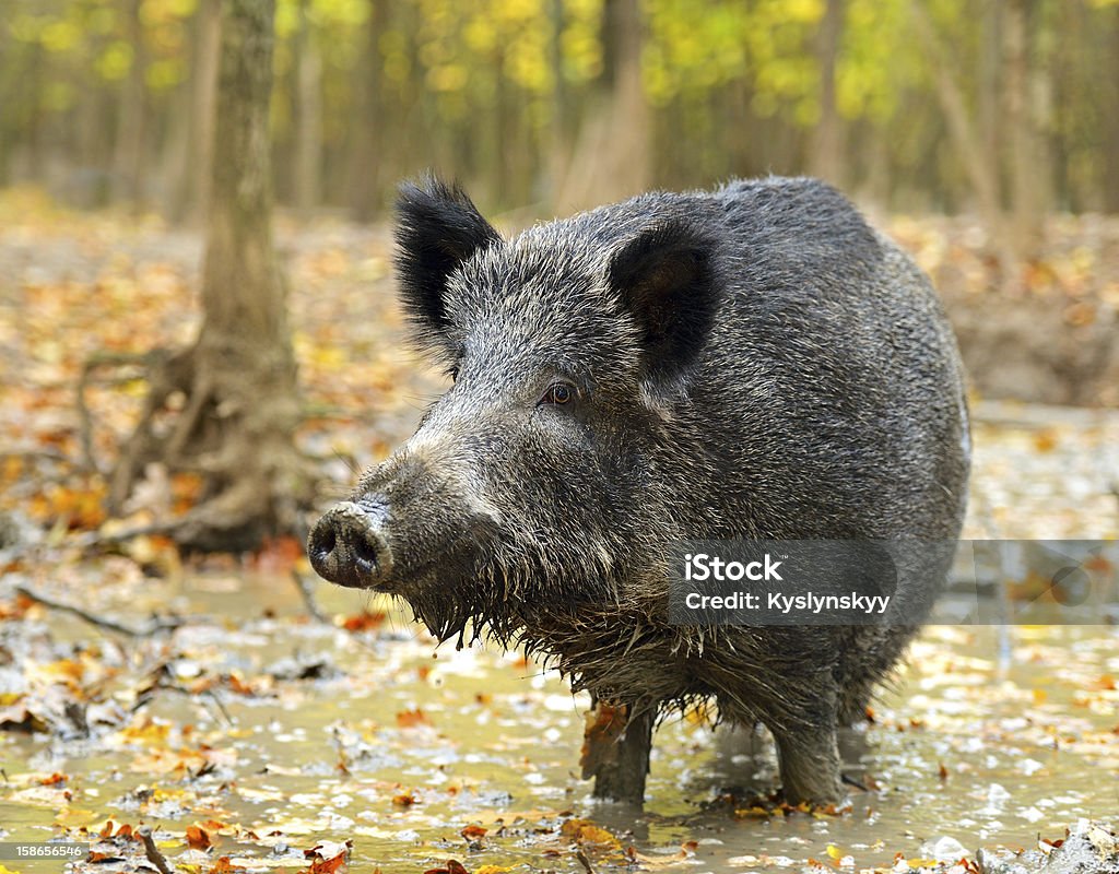 Cerdo salvaje - Foto de stock de Aire libre libre de derechos