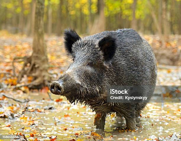 Cerdo Salvaje Foto de stock y más banco de imágenes de Aire libre - Aire libre, Animal, Animal joven