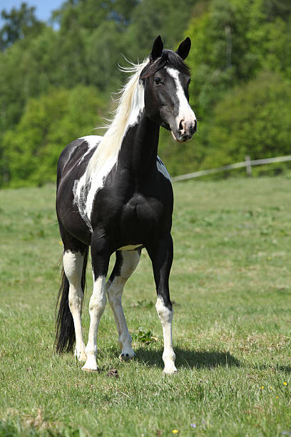Paint horse mare stock photo