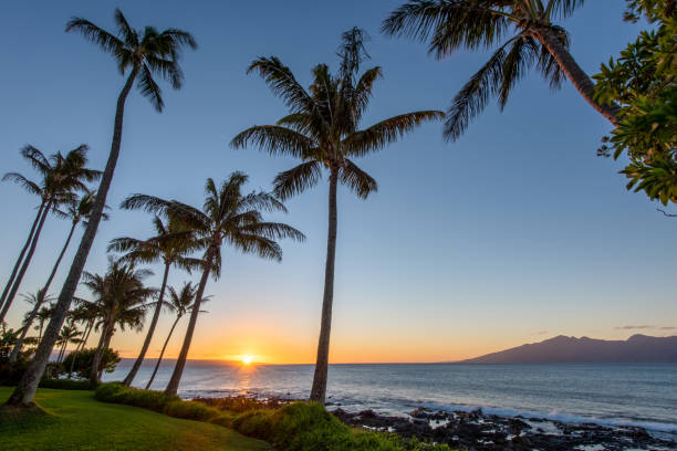 istock Hawaiian Sunset Palm Trees - Napili Maui Hawaii 1586566876