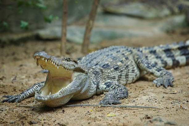 Frisches Wasser Krokodilleder – Foto
