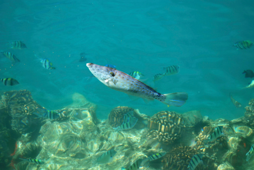 Tropical Fish seen from the surface.