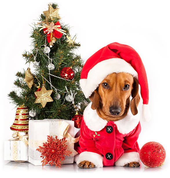 istock dog dachshund wearing a santa hat 158659566