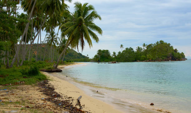 istock untouched beach  with coco palms on sandy beach and blue sea. 1586596599