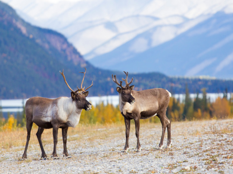 A pair of young caribou stand in front of a beautiful glacial background. Watson Lake, Yukon, Canada