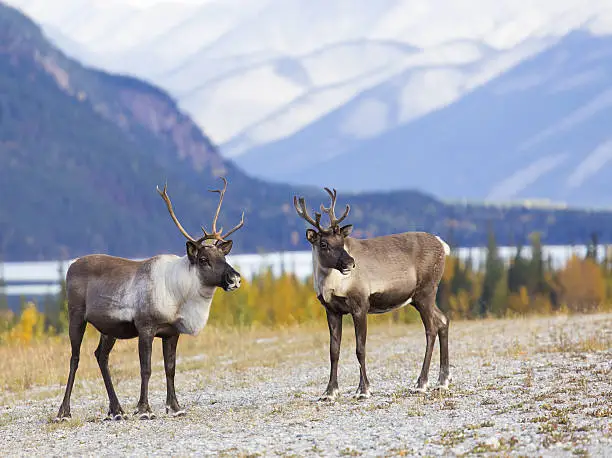 Photo of Caribou Canyon