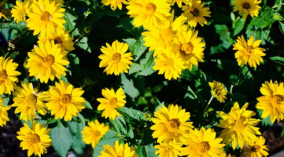 The Heliopsis helianthoides in the family Asteraceae, known by the common names rough oxeye, smooth oxeye and false sunflower