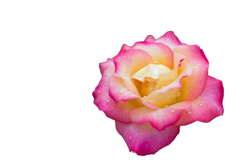 Hybrid tea rose isolated on white background.