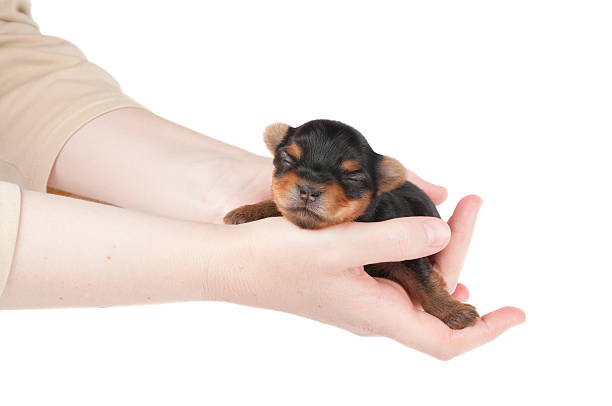 Woman takes two week old puppy Woman takes two week old puppy of the Yorkshire Terrier newborn yorkie puppies stock pictures, royalty-free photos & images
