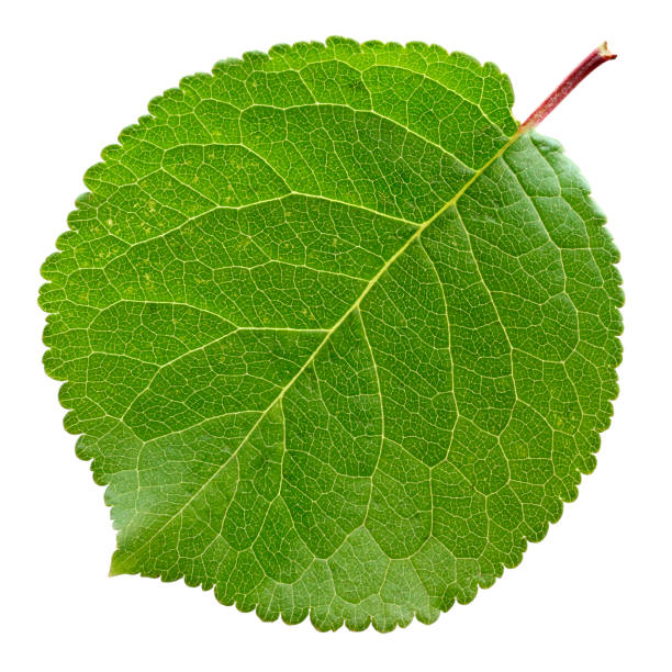 istock Plum leaf isolated on a white background. One young round leaf, herbarium. 1586629731