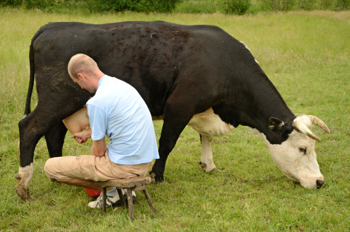 Young farmer milking his black cow on a pasture.