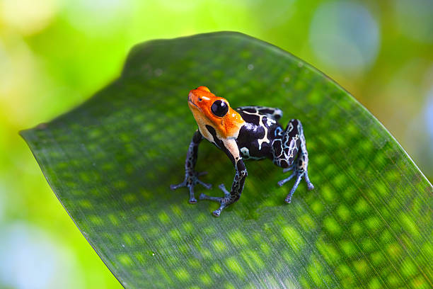 poison arrow frog poison arrow frog ranitomeya fantastica of tropical Amazon Rain forest in Peru poisonous animal with warning colors poison arrow frog photos stock pictures, royalty-free photos & images