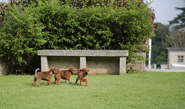Puppies stock photo