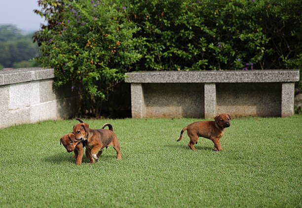 Puppies stock photo