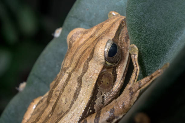 istock Four lined tree frog brown and white color hanging on tree branches 1586643292