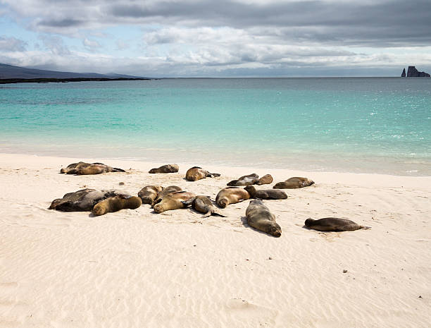 istock Small baby seal among others on beach 158664589