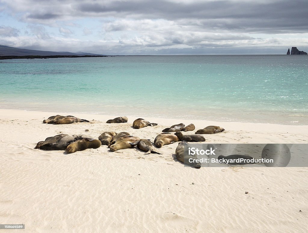 Small baby seal among others on beach Single seal sits on beach in Galapagos Island in Ecuador Animal Stock Photo