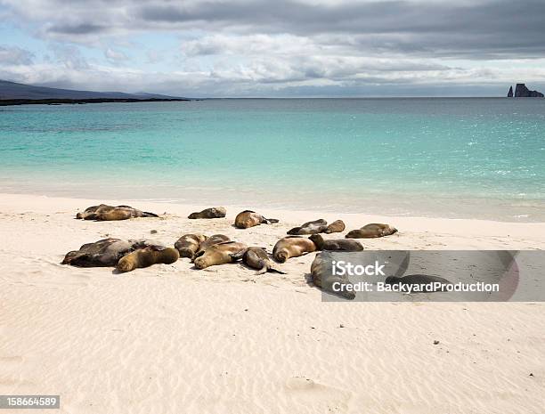 Small Baby Seal Among Others On Beach Stock Photo - Download Image Now - Animal, Animal Wildlife, Animals In The Wild