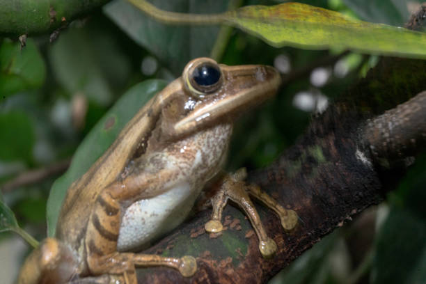 istock Four lined tree frog brown and white color hanging on tree branches 1586646410
