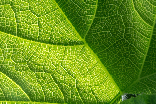 Leaf bones papaya green color extreme closeup texture detail