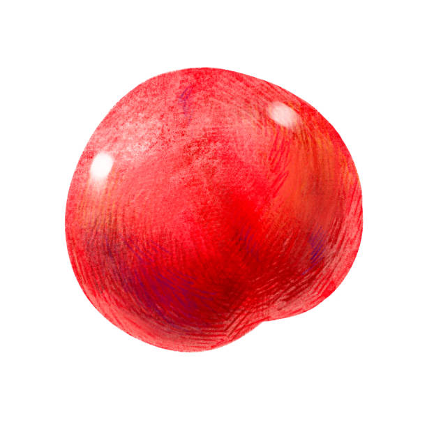손으로 그린 과일 그림 매화 - plum red white background organic stock illustrations