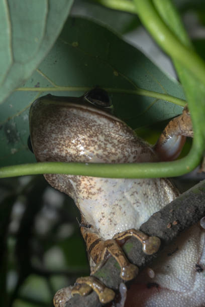 istock Four lined tree frog brown and white color hanging on tree branches closeup detail texture 1586647437