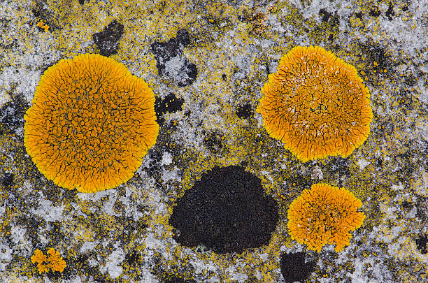 orange yellow and black lichen on stone stock photo