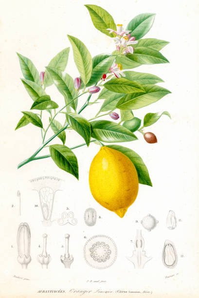 ilustraciones, imágenes clip art, dibujos animados e iconos de stock de limón (citrus limonium) - diccionario universal de historia natural por charles d'orbigny 1849 - 1849