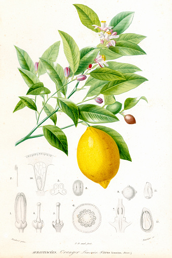 Lemon (Citrus Limonium) - Dictionnaire Universel d'histoire Naturelle by Charles d'Orbigny 1849