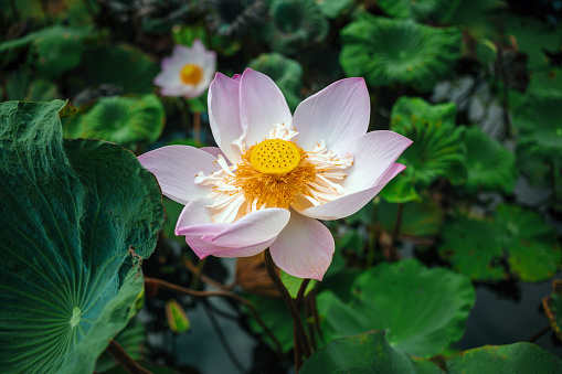 Close-up of the beautiful pink Indian lotus Pollen flower in blooming, pink waterlily or lotus flower in pond