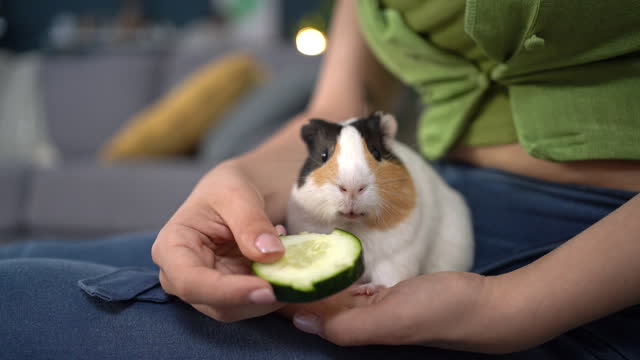 B-roll of unrecognizable woman feeding her pet, a guinea pig with cucumber