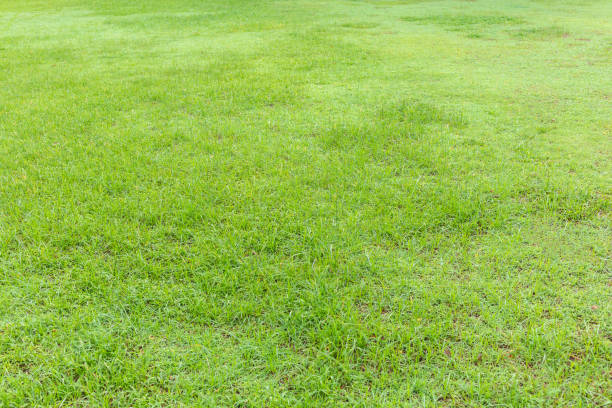 istock Green grass texture background, Abstract green lawn background with morning sunlight.the soccer field and golf course concept 1586653816