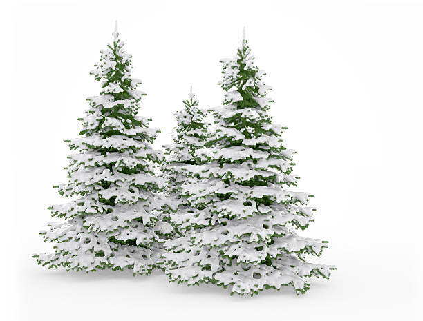 istock Christmas Trees in the Snow 158665481