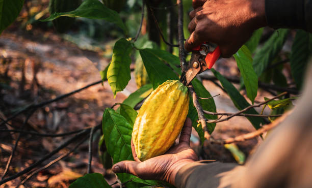 las manos de cerca de un agricultor de cacao usan tijeras de podar para cortar las vainas de cacao o la fruta de cacao amarillo maduro del árbol de cacao. cosecha la cosecha que produce el negocio del cacao agrícola. - polvo de cacao fotografías e imágenes de stock