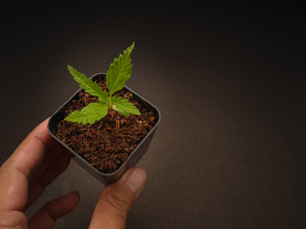 istock Hand holding potted of cannabis sapling plant. 1586655285