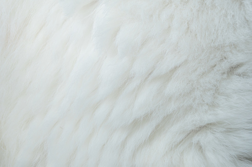 Cat fur extreme closeup colors white detail textured