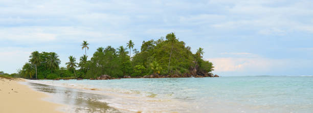 istock untouched beach  with coco palms on sandy beach and blue sea. 1586657616