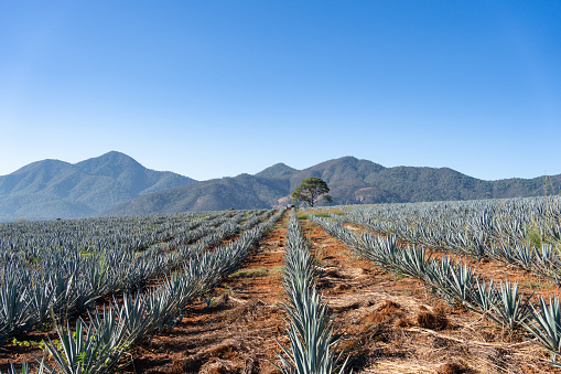 The blue agave field is growing next to a big tree.