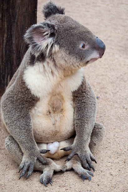 koala sitzt auf dem boden - sitting on floor koala australia queensland stock-fotos und bilder