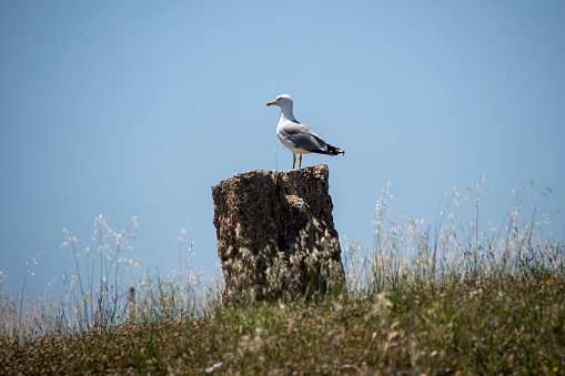 Audouin's Gull in Nora Lagoon - Sardinia - Italy