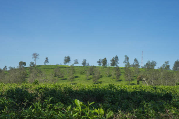 istock Trees on tea plantations with clear blue sky on the background 1586681053