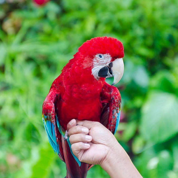 Green-Winged Macaw, Ara chloroptera Green-Winged Macaw. perch on the hand, Scientific name : Ara chloroptera green winged macaw ara chloroptera stock pictures, royalty-free photos & images