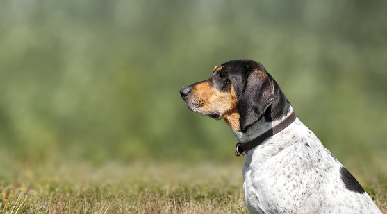Large scent hound looking at something with interest and hyper focus. 2 years old male Bluetick Coonhound dog or coon dog. Selective focus.