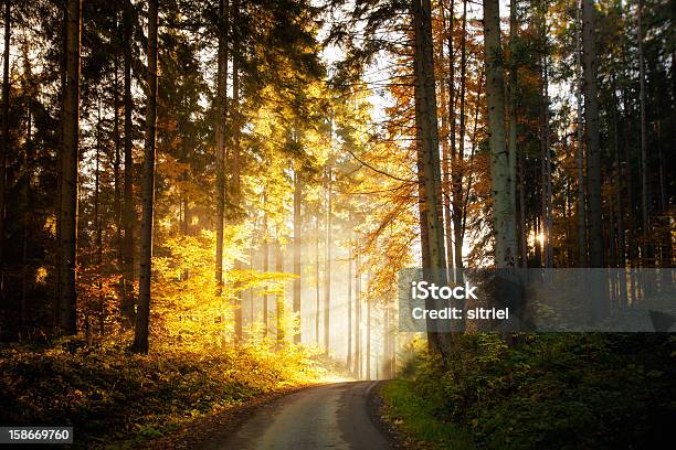 Piękny Krajobraz Jesień Woods - zdjęcia stockowe i więcej obrazów Bez ludzi - Bez ludzi, Bór sosnowy, Drzewo